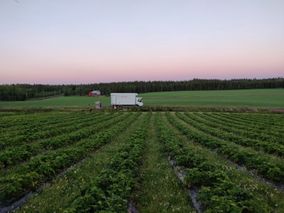 Yrjänän mansikkatilan kuorma-auto pellon reunalla